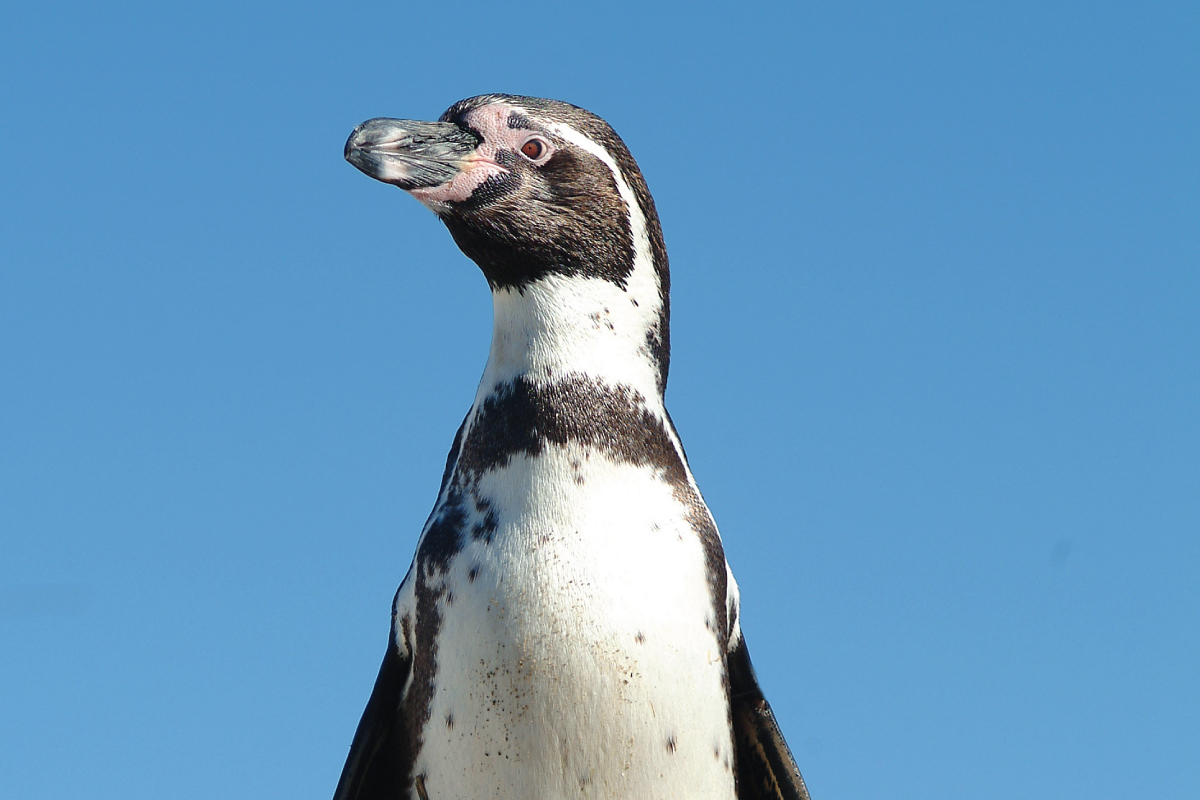 https://www.wildlands.de/uploads/animal_content_widget/Humboldtpinguin/Pinguin-07.jpg